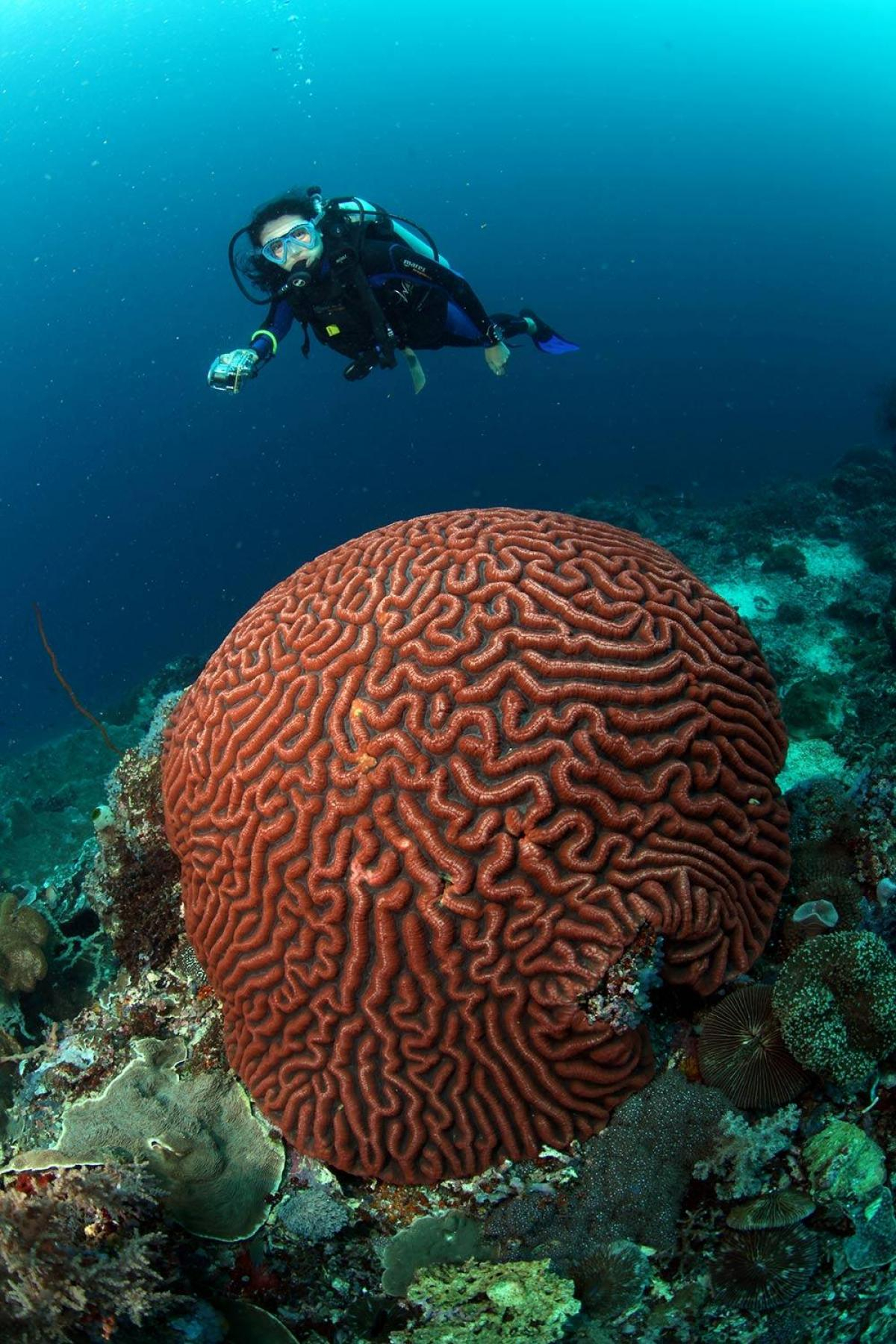 Viral Photos Rock Scuba Diving Community - k71oi2g