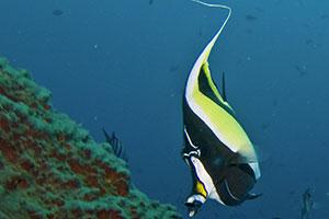 Moorish-Idol-Zanclus-cornutus-at-Anitas-Reef-Koh-Similan-Thailand-by-Ron-Caswell