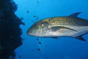 Trevally-Cariangidae-at-Beacon-Point-Koh-Similan-Thailand-by-Ron-Caswell