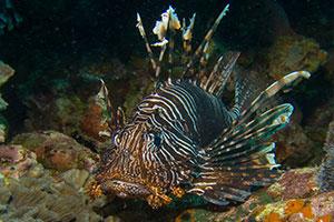 Lionfish-Pterois-at-Beacon-Reef-Koh-Similan-Thailand-by-Ron-Caswell