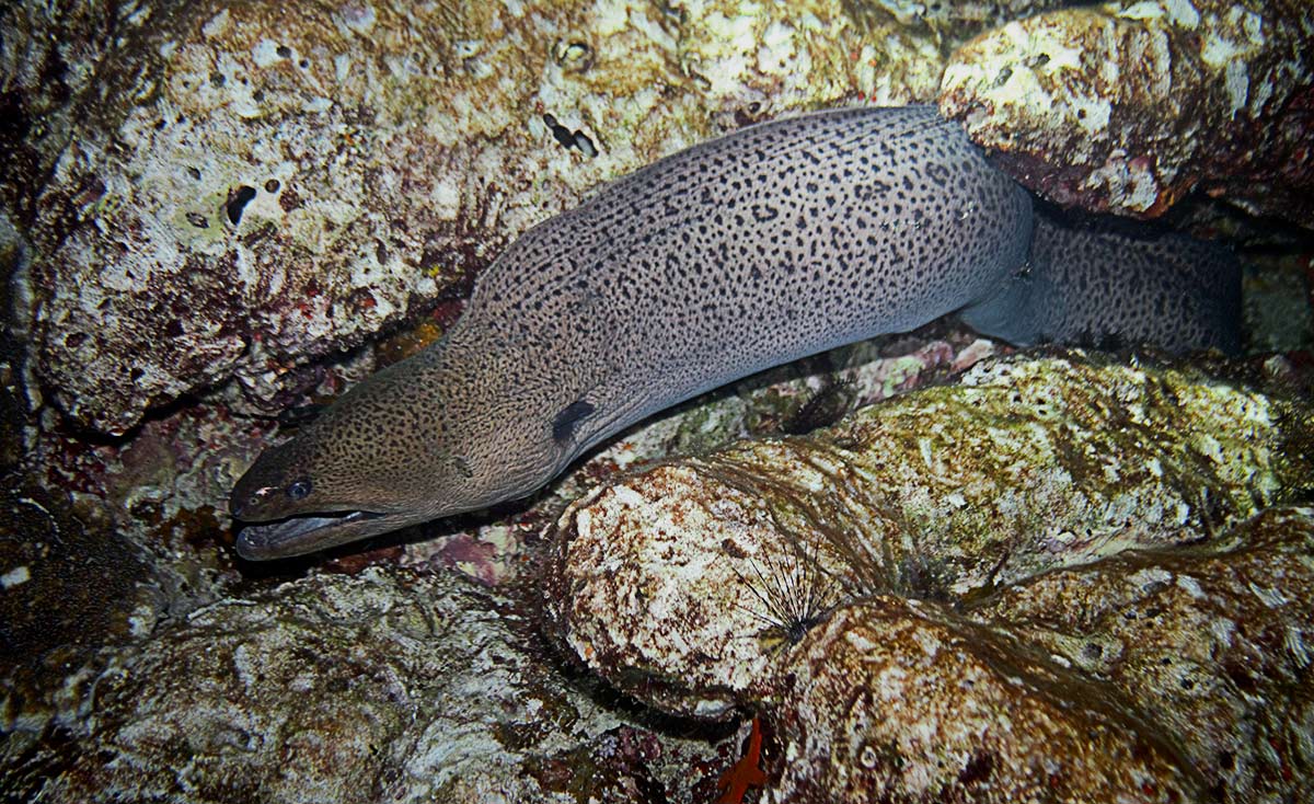The Giant Moray Eel is just one of many species of Moray Eel