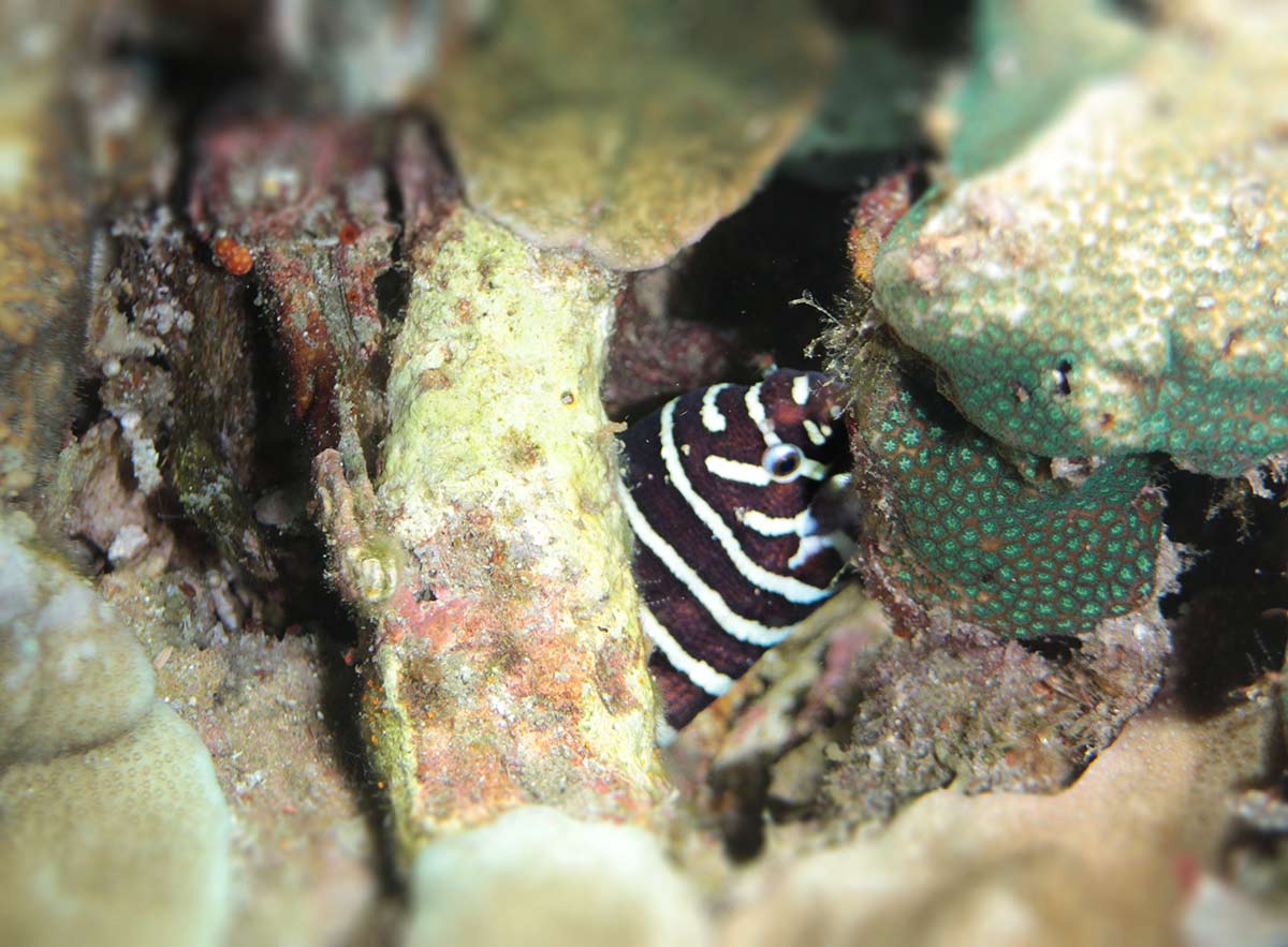 The Giant Moray Eel is just one of many species of Moray Eel
