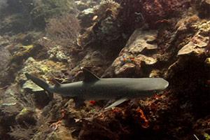 Whitetip-Reef-Shrak-Triaenodon-obesus-at-Breakfast-Bend-Koh-Similan-Thailand-by-Tim-Ho