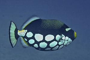 Clown-Triggerfish-Balistoides-conspicillum-at-Chinese-Wall-Koh-Similan-Thailand-by-Ron-Caswell