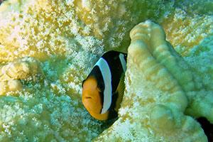Clarks-Anemonefish-Aphiprion-clarkii-at-Chong-Khat-Bay-Koh-Surin