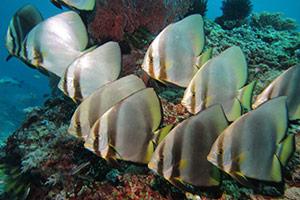 Batfish-Platax-orbicularis-at-Christmas-Point-Koh-Similan-Thailand-by-Ron-Caswell
