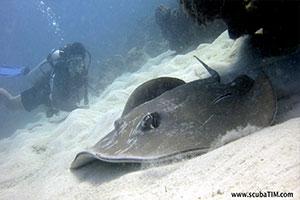 Blue-Spotted-Stingray-Neotrygon-kuhlii-at-Deep-Six-Koh-Similan-Thailand-by-Tim-Ho