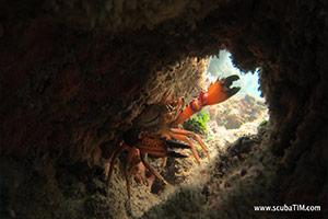 Crab-at-Donald-Duck-Bay-Koh-Similan-Thailand-by-Tim-Ho