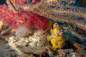 Frogfish-Antennariidae-at-East-of-Eden-Koh-Similan-Thailand-by-Ron-Caswell