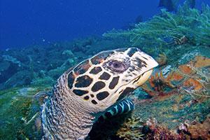 Turtle-at-Elephant-Head-Rock-Koh-Similan-Thailand-by-Ron-Caswell