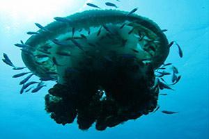Hin-Daeng-scuba-diving-site-intro