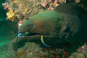 Giant-Moray-Eel-Gymnothorax-javanicus-at-Koh-Chi-Surin-Islands