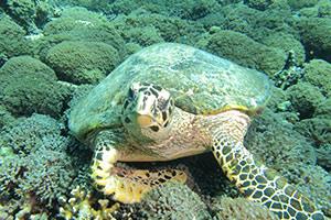 Turtle-at-Koh-Khai-Koh-Torinla-Koh-Surin