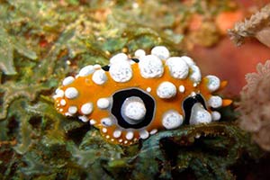 Koh-Phi-Phi-Dive-sites-intro
