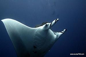 Manta-Ray-Manta-alfredi-at-North-Point-Koh-Similan-Thailand-by-Tim-Ho