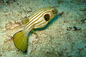 Phuket-dive-sites-intro