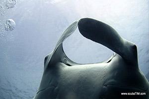 manta-ray-Richelieu-rock