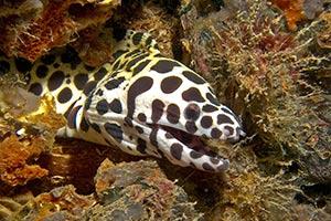 Moray-Eel-Gumnothorax-at-Sharkfin-Reef-by-Ron-Caswell