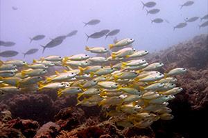 Snapper-Lutjanus-at-Snapper-Alley-Koh-Similan-Thailand-by-Tim-Ho
