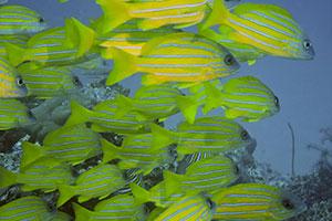 Snapper-Lutjanus-at-Stonehenge-Koh-Similan-Thailand-by-Ron-Caswell