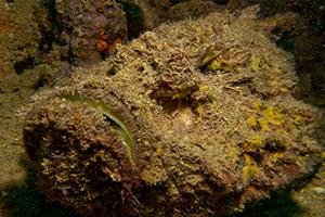 Scorpionfish-Scorpaenidae-at-West-of-Eden-Koh-Similan-Thailand-by-Ron-Caswell